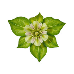 Detailed close up of a vibrant green hellebore flower with delicate pale blossoms against a clean white background