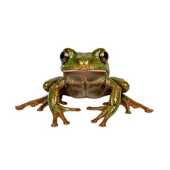 Vibrant tree frog with wide toes clinging centered on white background for nature concept or biological designs