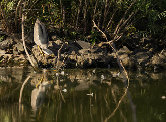 heron fishing