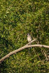 blue Jay on branch