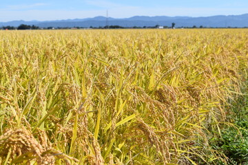 黄金色に稔った稲穂