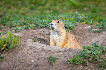 Cute Prairie Dog Portrait Wild