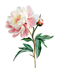 Delicate watercolor illustration of a blooming peony with soft pink and white petals and green leaves. Hand-painted botanical style, isolated on white background