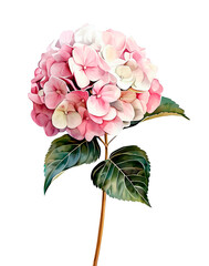 Realistic watercolor illustration of a dusty pink hydrangea flower with soft green leaves, hand-painted botanical style. Isolated on white background