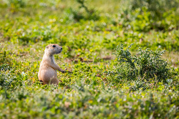 Cute Prairie Dog pup in the Wild