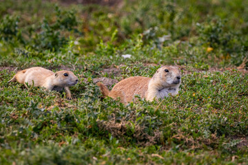 Cute Family of Prairie Dogs in the Wild