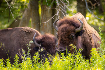 Fototapeta premium Wild Buffalo Close-up Portrait in Forest