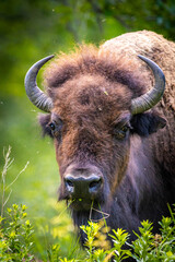 Wild Buffalo Close-up Portrait in Forest