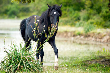 The Pauli, small ponds on the Giara, are the points where little horses are most easily encountered. Jar of Gesturi, Gesturi, Isili, Genoni, Nuoro, Cagliari, Sardinia, Italy 
