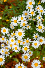  Close-up of blooming white daisies with yellow centers in a wild field. The cheerful flowers capture the essence of spring and the delicate beauty of natural meadows in soft light.