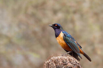 Hildebrandt's Starling close up view found in Serengeti National park also known as Lamprotornis hildebrandti.