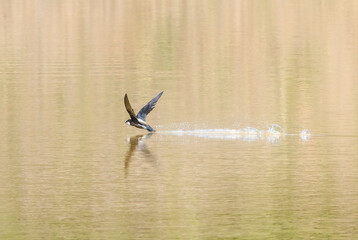 池の水を飲むハリオアマツバメ