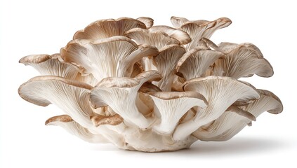 Fresh Oyster Mushrooms Pile Isolated on White Background with Clipping Path &mdash; Clean and Natural Food Concept