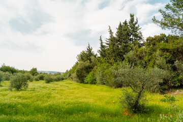 Obraz premium An olive grove with tall grass and wildflowers under overcast skies. The aged trees form a peaceful natural archway in this untouched Mediterranean landscape.