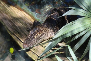 Alligator cubs on Florida farm, closeup
