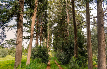 Obraz premium A peaceful dirt path lined with tall trees and lush greenery, leading into a dense pine grove. A calm nature trail for walking or solitude.