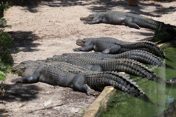 Alligators on farm in st.Augustine Florida