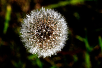 Common Dandelion (Taraxacum officinale) © Tara
