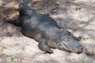 Fototapeta premium Alligators on Florida farm, closeup