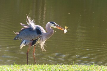 Great gray heron (Ardea Cinerea) with a fish in its beak on Florida pond