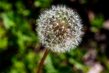 Common Dandelion (Taraxacum officinale) © Tara