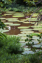 The Victoria amazonica plant is a giant water lily native to the shallow waters of the Amazon River...