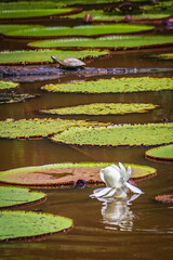 The Victoria amazonica plant is a giant water lily native to the shallow waters of the Amazon River...