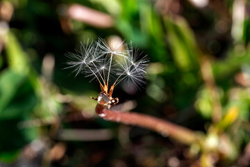 Common Dandelion (Taraxacum officinale) © Tara