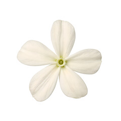 Close up of a delicate white jasmine flower with small fragrant petals Perfect for beauty nature or wellness concepts
