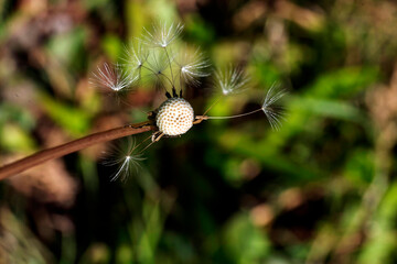 Common Dandelion (Taraxacum officinale) © Tara
