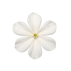 Close up of a delicate white jasmine flower with small fragrant petals Perfect for beauty nature or wellness concepts