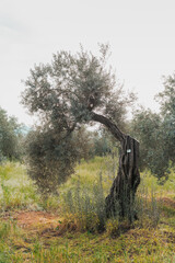  A twisted ancient olive tree stands in a serene Mediterranean grove, surrounded by tall grasses...
