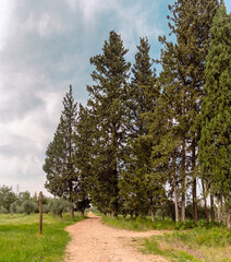  A dirt path winds through tall cypress trees on a calm spring day, leading into the distance...