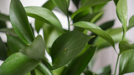 ruscus. bouquet of green leaves and branches close-up