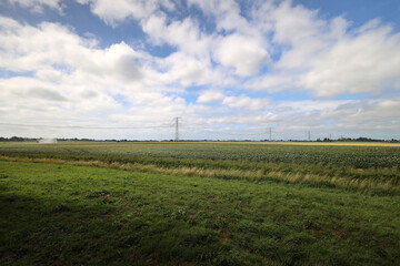 Fototapeta premium Potato fields in the low Tweemanspolder in Zevenhuizen
