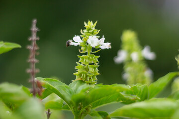 Close up of a basil flower with a bumblebee in the background