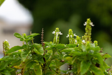 Close up of a basil flower with a bumblebee in the background