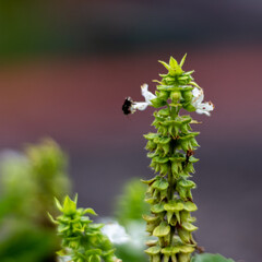 Close up of a basil flower with a bumblebee in the background