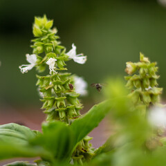 Close up of a basil flower with a bumblebee in the background