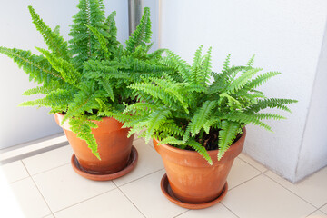 Two Boston ferns Nephrolepis exaltata and compacta species growing in matching terracotta pots on sunlit balcony floor, ideal for urban gardening and natural home decoration 