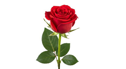 Beautiful single red rose bud with a green stem and leaves, perfectly isolated on a white background
