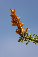 Ocotillo Blossom