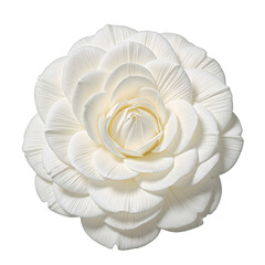 Beautiful white camellia flower with dense perfectly arranged petals strikingly centered and set against a crisp white background