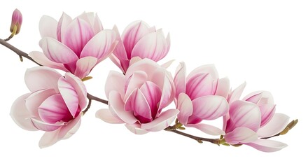 Fototapeta premium Delicate pink magnolia blossoms on a branch
