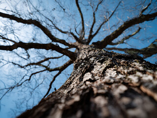 Looking up at the bare branches of a large tree against a clear blue sky