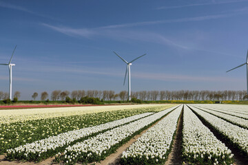 Rows of white tulips on flower bulb field