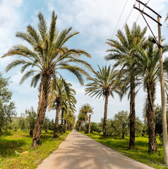 Obraz premium A scenic road lined with tall palm trees leads into the distance, surrounded by green fields and backed by a snow-capped mountain under a soft cloudy sky. Peaceful Mediterranean atmosphere.