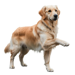 Friendly Golden Retriever offering paw in a charming pose, perfect for pet-themed projects.