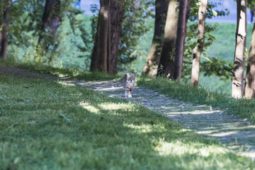 A grey cat walks along a path in a park on a sunny day.