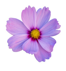 Beautiful purple flower among green foliage, top view. Isolate